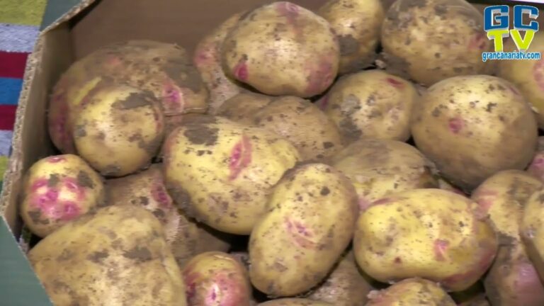 Guía para Comprar Frutas y Verduras Frescas en Santa Lucía de Tirajana